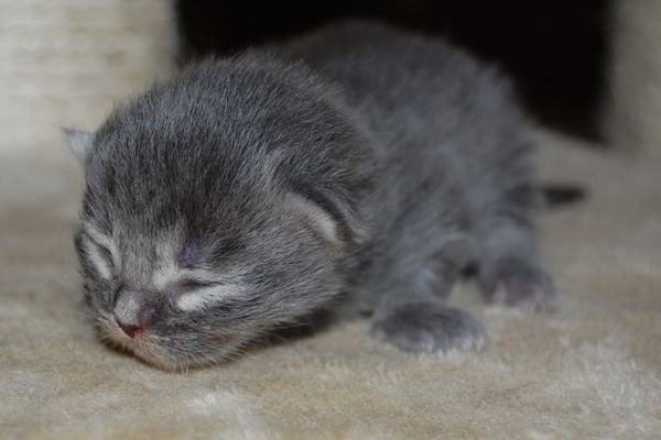 Toyah -7 Tage alt.jpg